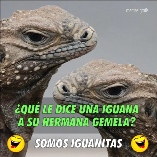 Dos iguanas una frente a otra escuchan chiste